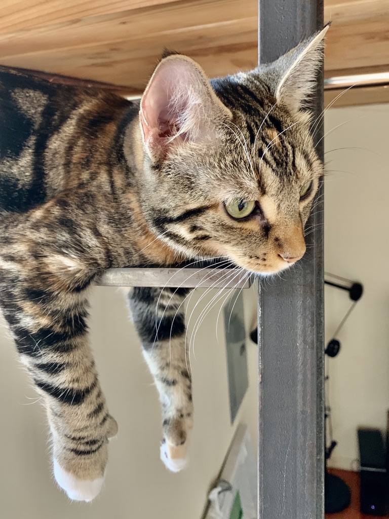 Gat polidàctil mostrant els seus dits extra